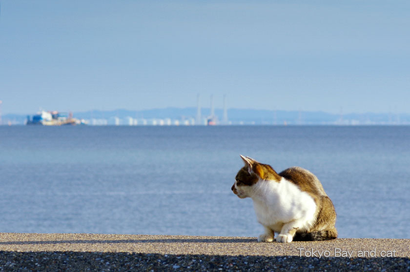 The Tokyo Bay and cat